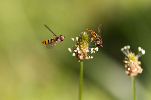 Hain­schweb­fliege (Episyrphus balteatus)