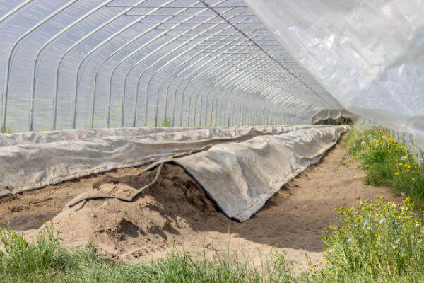 Hügelbeete für Spargeln im Treibhaus