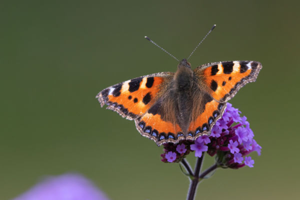 Kleiner Fuchs (Aglais urticae)