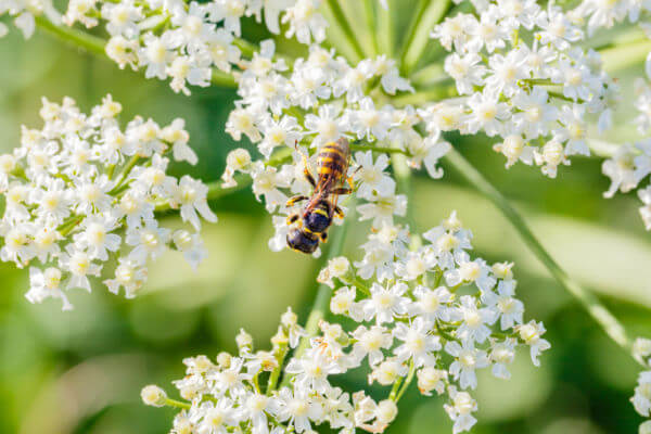 Blüte vom Echten Kümmel (Carum carvi) mit Wespe