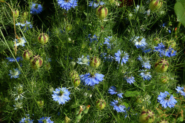 Echter Schwarzkümmel (Nigella sativa)