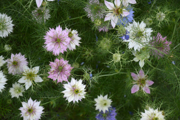 Junger im Grünen (Nigella damascena)