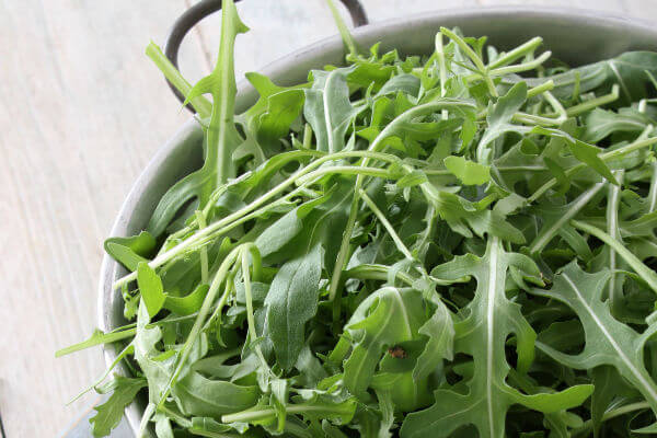 Rucola