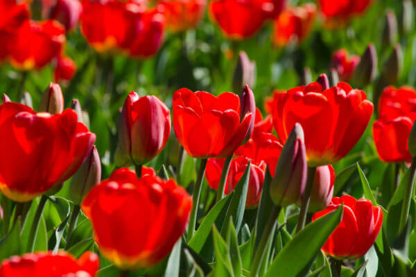 Blüte von roten Tulpen