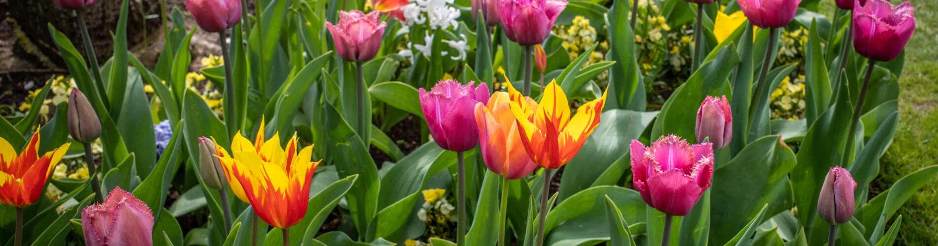 Tulpengarten mit verschiedenen Tulpen