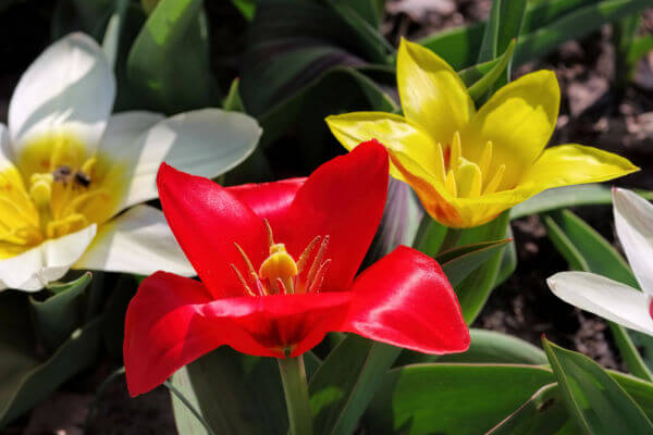 Blühende Wildtulpen