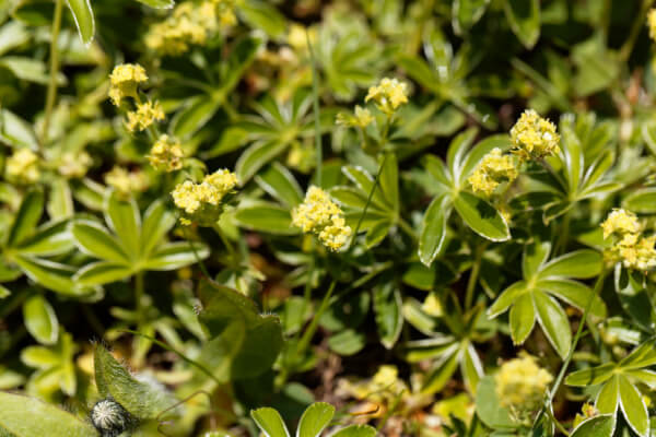 Blüten der Alchemilla alpina