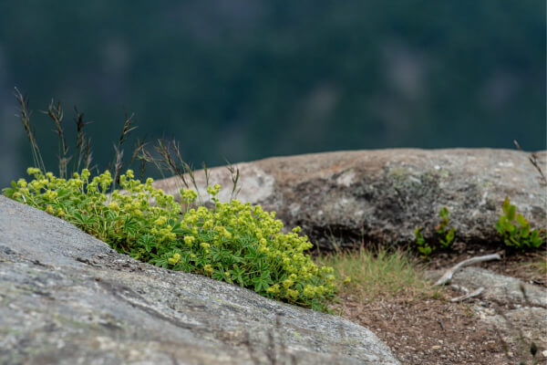 Alpenfrauenmantel (Alchemilla alpina) in den Bergen