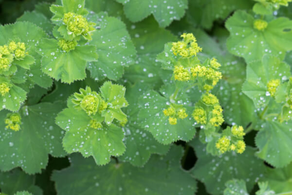 Alchemilla vulgaris mit nassen Blättern