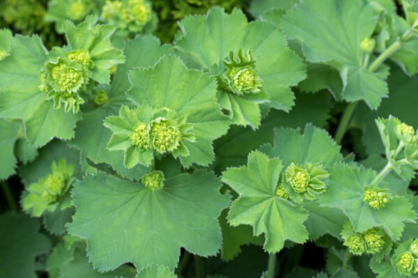 Alchemilla vulgaris