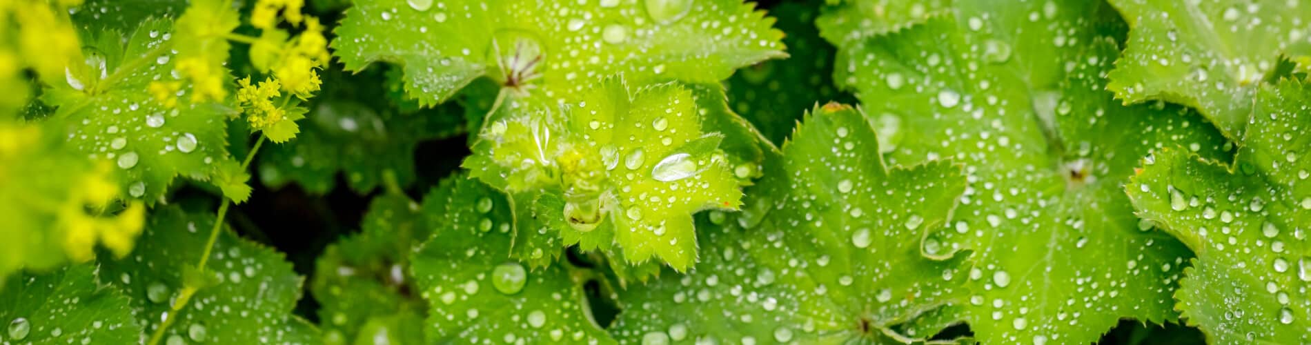 Alchemilla vulgaris