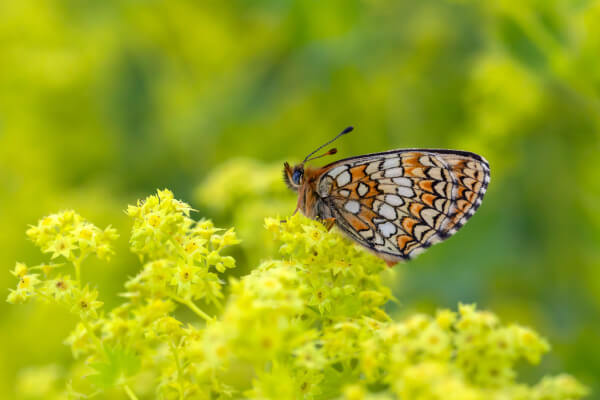 Schmetterling an Alchemilla mollis Blüte