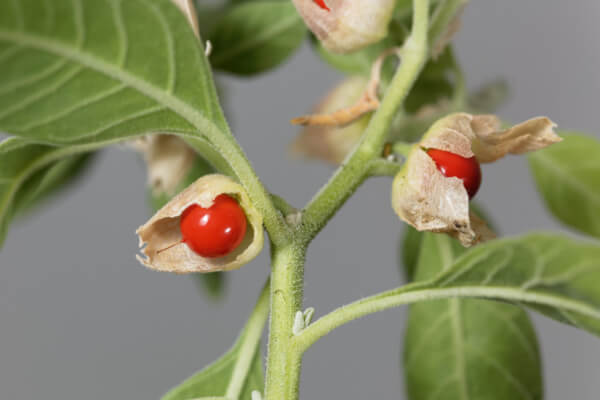 Früchte der Ashwagandha