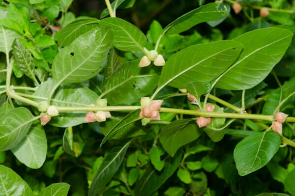 Ashwagandha Pflanze mit Blüten