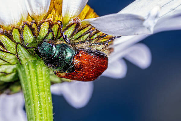 Gartenlaubkäfer an einer Blüte