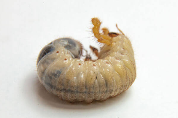 Larve des Junikäfer (Amphimallon solstitiale)