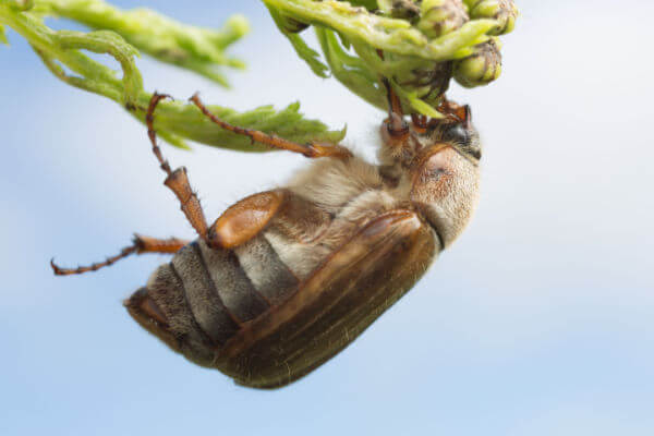 Junikäfer (Amphimallon solstitiale) am Baum