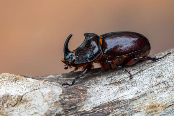 Nashornkäfer (Oryctes nasicornis)