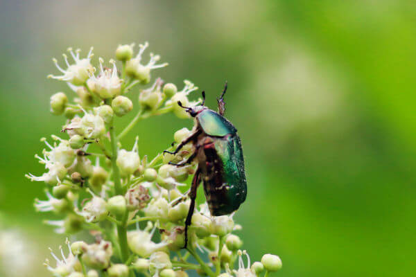 Rosenkäfer (Cetonia aurata) an Blüte