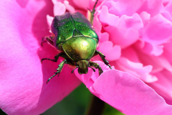 Rosenkäfer (Cetonia aurata)