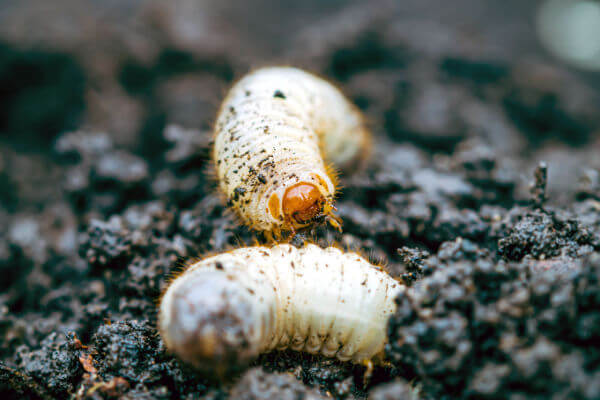 Larven des Rosenkäfer (Cetonia aurata)