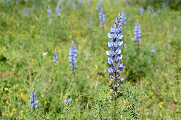 Lupinus angustifolius