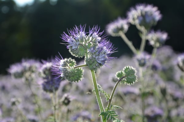 Phacelia