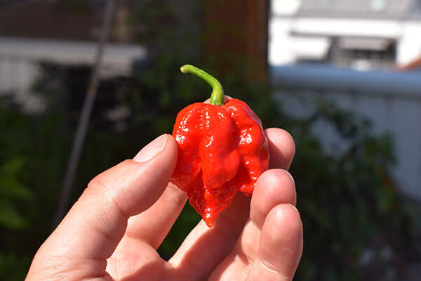 Carolina Reaper