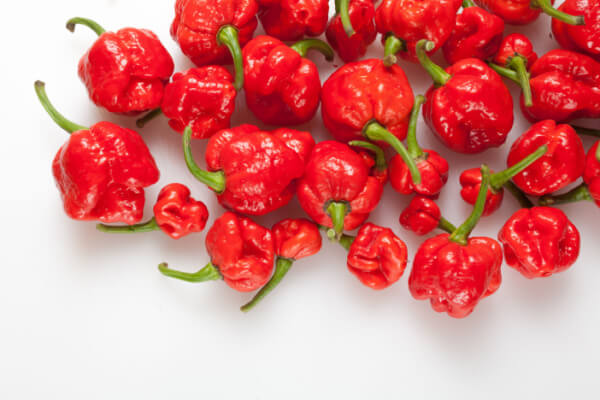 Trinidad Moruga Scorpion