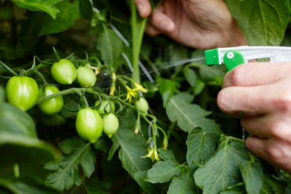 Spezialdünger für Tomaten