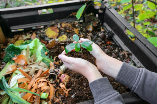 Pflanze über Kompost in Händen