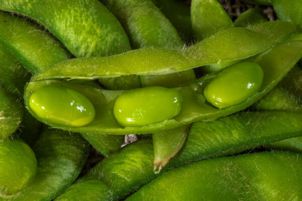 Grüne Edamame in der Hülse