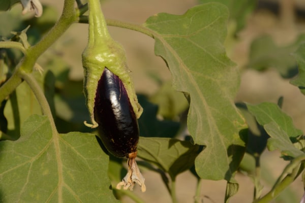 Frucht der Aubergine an der Pflanze