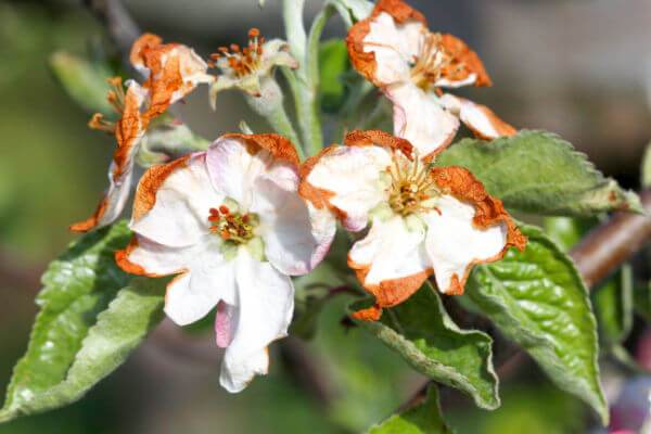 Braune Flecken an Apfelblüte wegen Frost