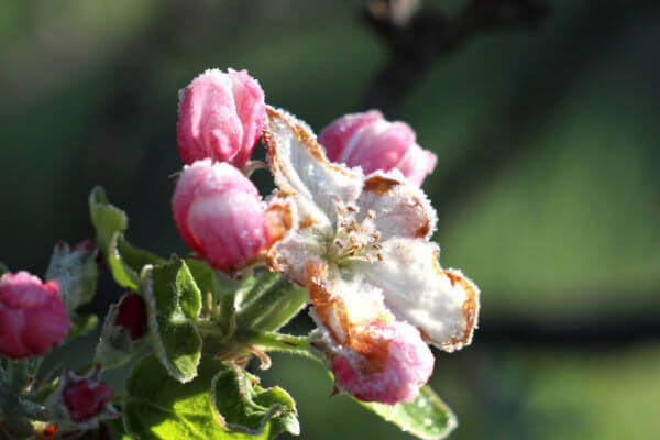 Schaden von Frost an Apfelblüte