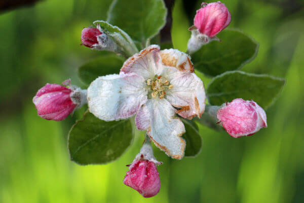 Frost und Frostschäden an Apfelblüten