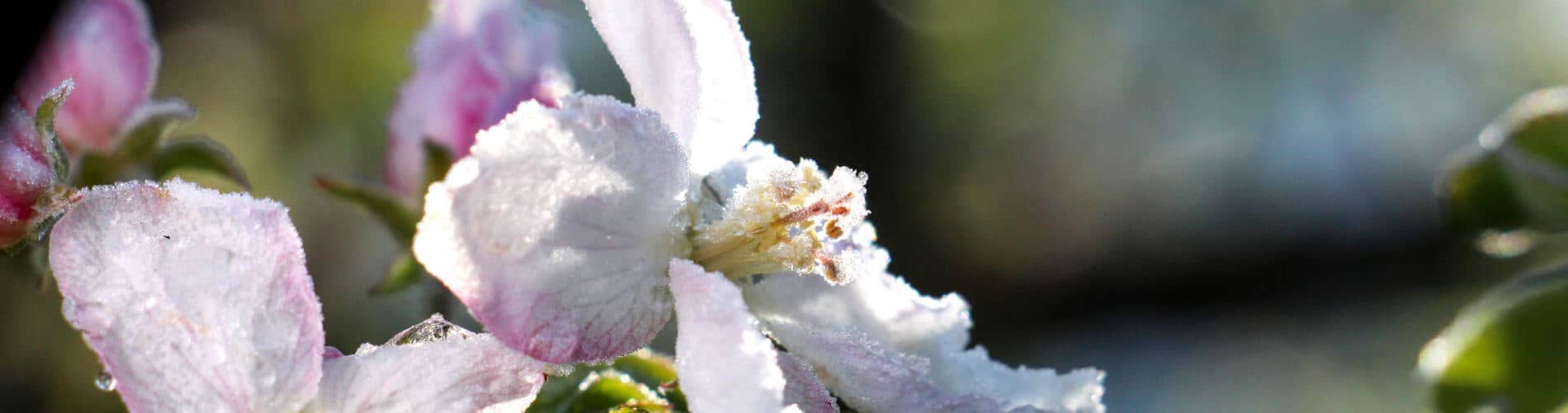 Apfelblüte mit Morgenfrost