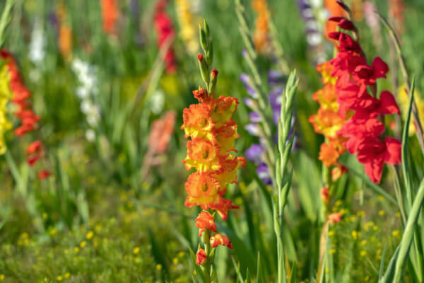 Gladiolengarten