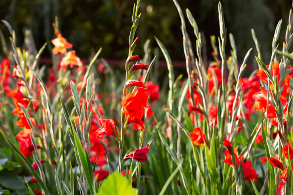 Rot blühende Gladiolen