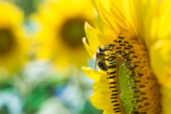 Helianthus annuus mit Biene