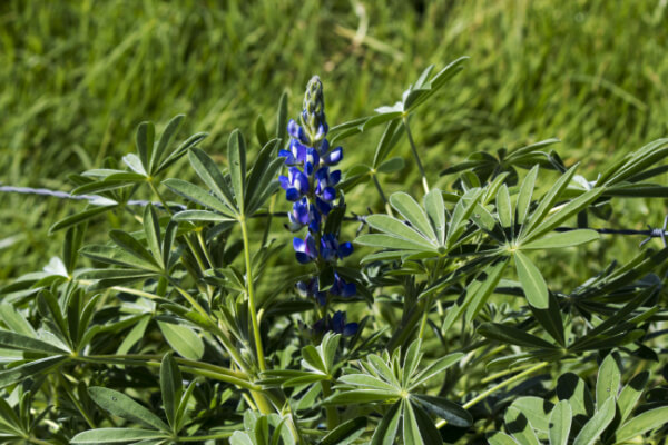 Lupinus angustifolius