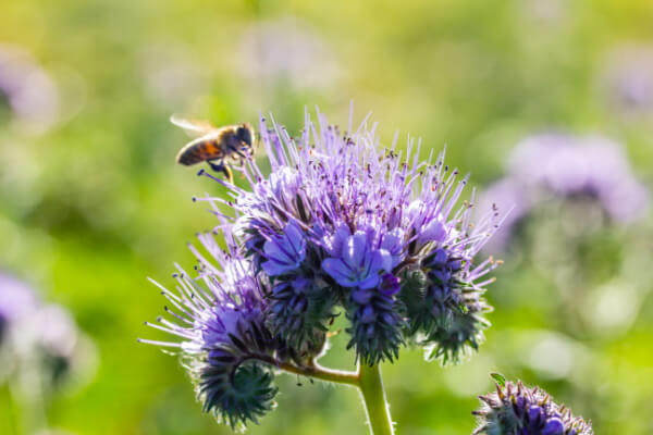 Phacelia tanacetifolia mit Biene