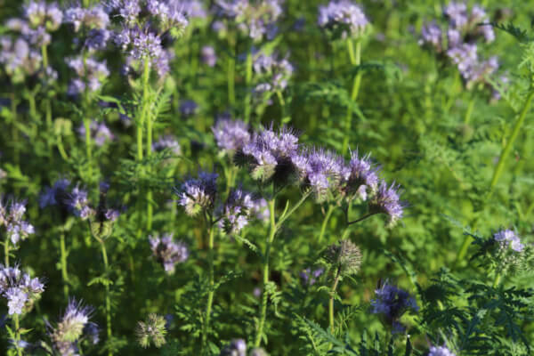 Phacelia tanacetifolia 