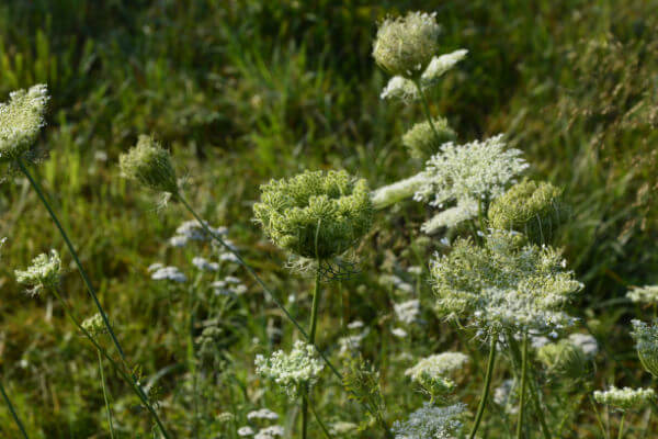 Blühende Wildkarotte (Daucus carota)