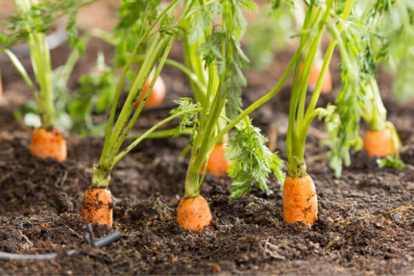 Frische Karotten im Boden