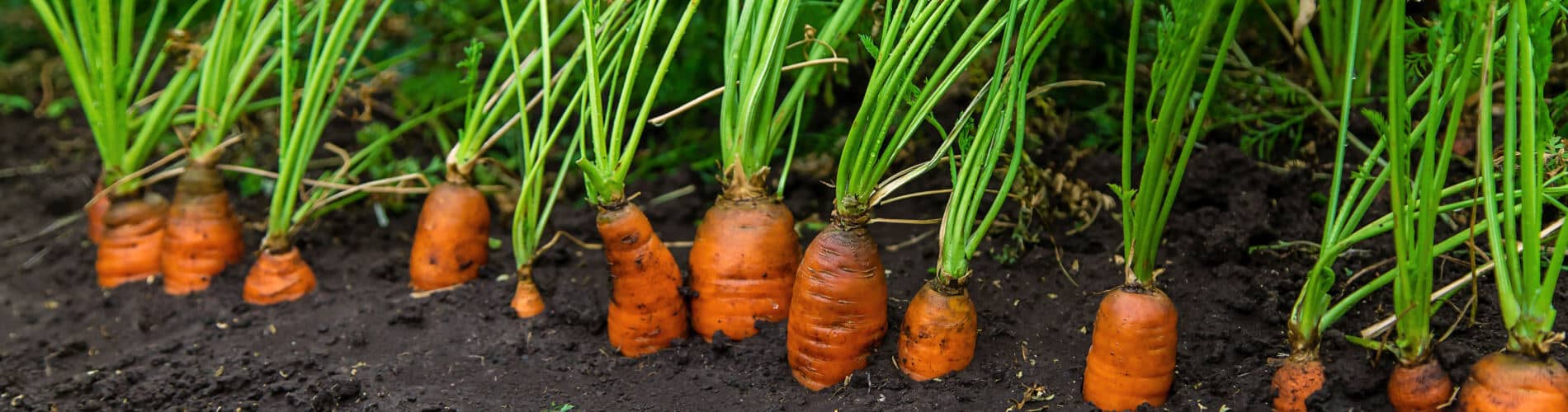 Karotten selber anbauen