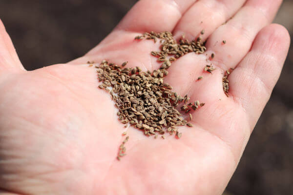 Karottensamen in der Hand