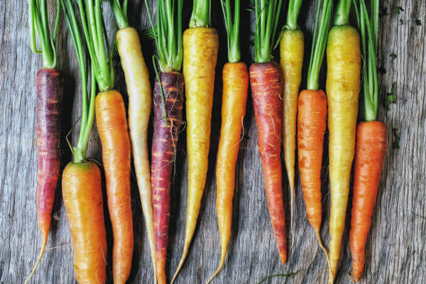 Mehrfarbige Karotten