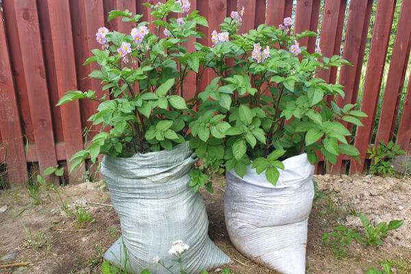 Blühende Kartoffeln im Pflanzsack