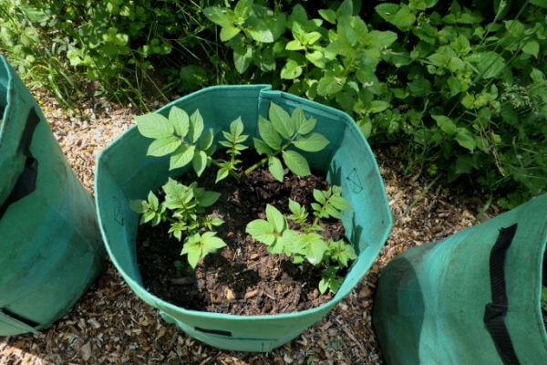 Junge Kartoffelpflanzen im Sack